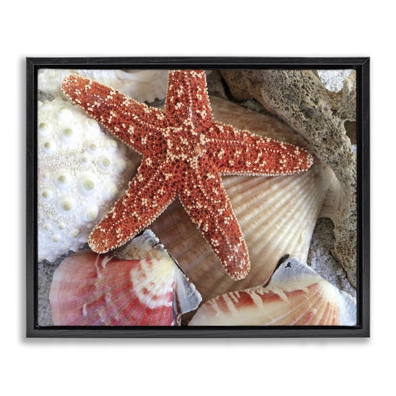 Stupell Industries Traditional Various Seashells Ashore Black Floating Frame Canvas Art, 21 x 17, by Graffitee Studios
