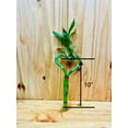 thumbnail image 3 of Live Lucky Bamboo 10 Heart Shape Bamboo Plant, 3 of 7