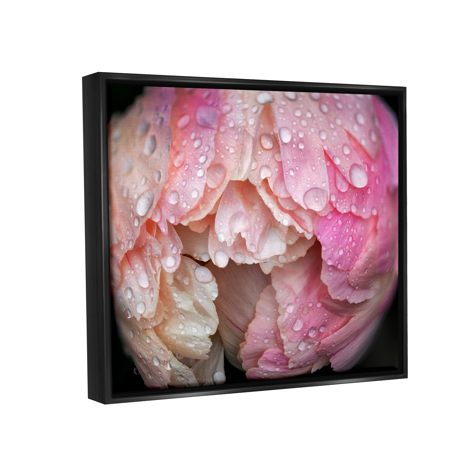 Stupell Industries Pink Peony Budding Water Droplets Botanical & Floral Photography Black Floater Framed Art Print Wall Art