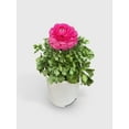 thumbnail image 2 of Bumble Plants Ranunculus Flower Blooming Plant - Full Live Colorful Houseplant in Nursery Pot, Easy Care, Indoor Plant for Beginners, 2 of 7