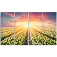 thumbnail image 2 of Blooming White Tulips, 2 of 3