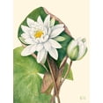 thumbnail image 2 of Walcott, Mary Vaux 15x18 White Modern Wood Framed Museum Art Print Titled - American Waterlily-1920, 2 of 4