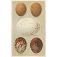 thumbnail image 2 of Seehohm, Henry 16x24 Gold Ornate Wood Framed with Double Matting Museum Art Print Titled - Antique Bird Egg Study III, 2 of 4