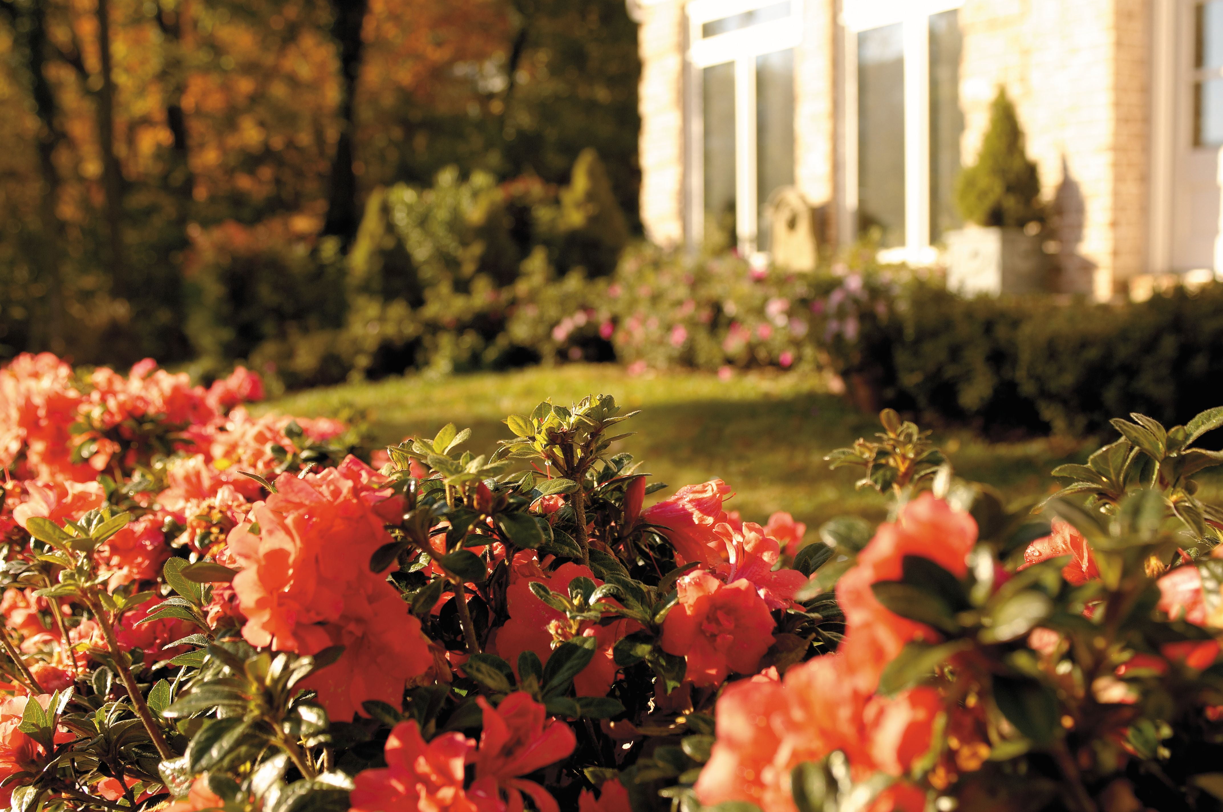 Encore Azalea Autumn Monarch (3 Gallon) Orange Red Flowering Shrub - Full Sun Live Outdoor Plant