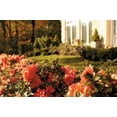 thumbnail image 5 of Encore Azalea Autumn Monarch (3 Gallon) Orange Red Flowering Shrub - Full Sun Live Outdoor Plant, 5 of 7