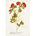 thumbnail image 2 of Unknown 11x14 White Modern Wood Framed Museum Art Print Titled - Nature Printed Botanicals VIII, 2 of 4