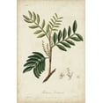 thumbnail image 2 of Churchill 11x14 White Modern Wood Framed Museum Art Print Titled - Medicinal Botany II, 2 of 4