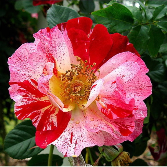 Fourth of July™ Climbing Rose - 4" Pot - Fragrant, Everblooming