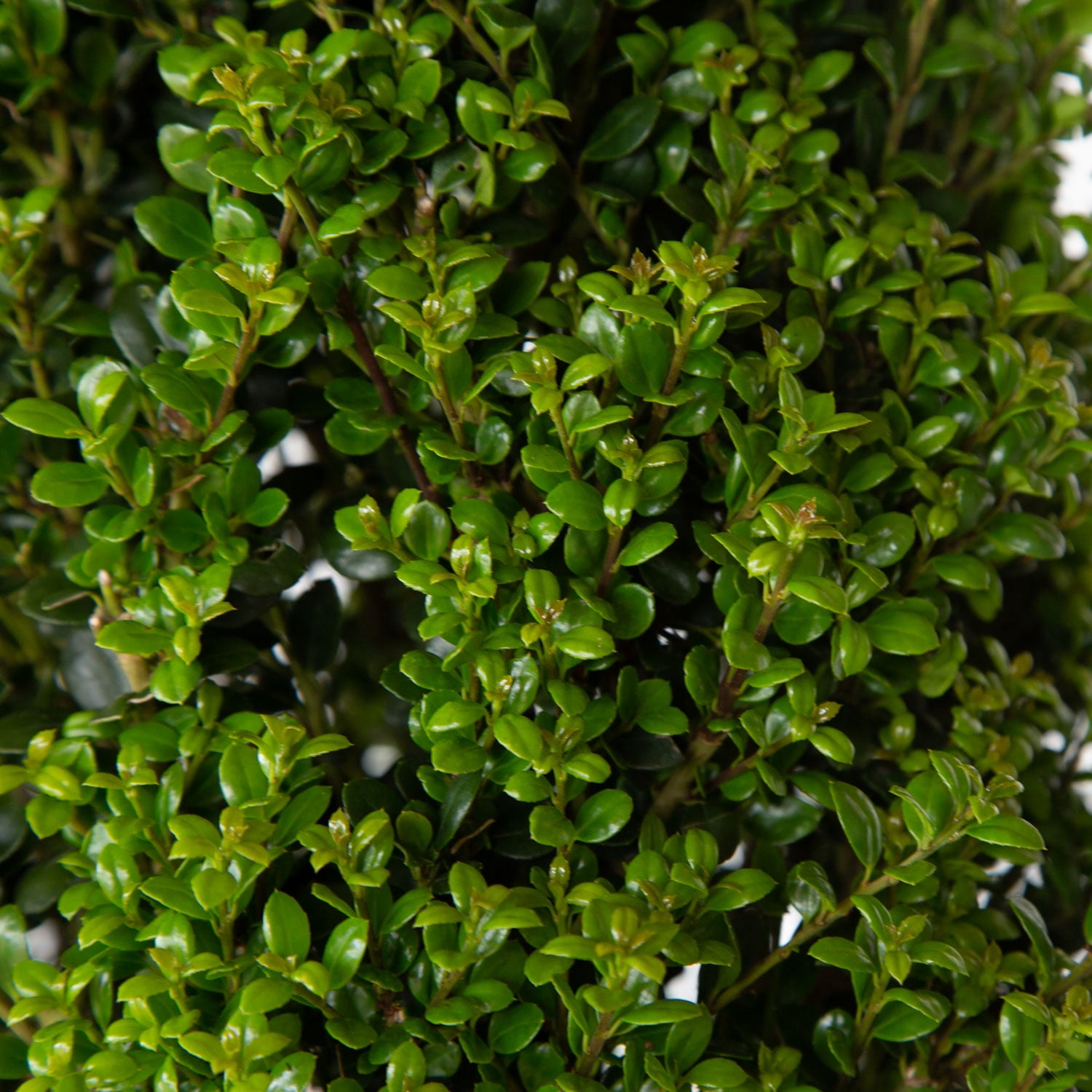 Expert Gardener Steeds Japanese Holly (2.5 Quart) Upright Evergreen Shrub