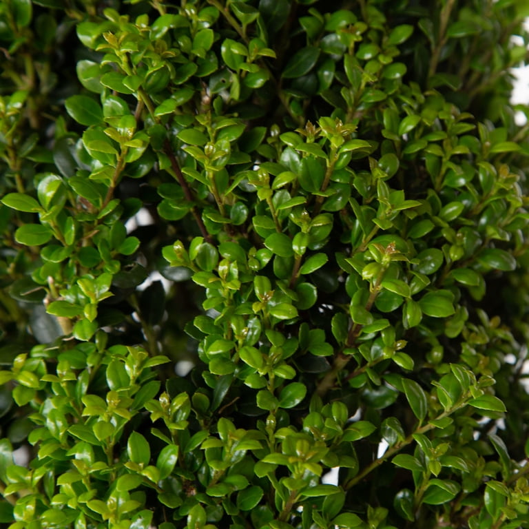Expert Gardener Steeds Japanese Holly (2.5 Quart) Upright