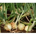 TomorrowSeeds Yellow Stuttgarter Onion Sets (Bulbs) For Planting