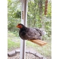 thumbnail image 4 of Juguete de columpio de pollo para coop, accesorios de madera seguros naturales hechos a mano en Estados Unidos. Escalera de percha grande y duradera para aves de corral, gallos, gallinas, mascotas, loros, guacamayos, entretenimiento, alivio del estrés para pájaros MFZFUKR CQ49, 4 of 5