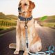 thumbnail image 2 of 2pcs Pet Collar Spring Hooks with Swivel Joints Traction Rope Alloy Buckle Harness Accessories for Dogs Cats (Bronze), 2 of 4