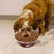thumbnail image 3 of Comedero de acero inoxidable para perros con base antideslizante y comedero lento | Comedero y bebedero irrompible para perros y gatos | Juego de comedero antiderrames fácil de limpiar, 3 of 4