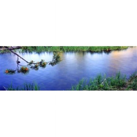 Panoramic Images Lodgepole Pine - Pinus contorta branch near a river Cottonwood Creek Grand Teton National Park Wyoming USA Poster Print by Panoramic Images - 36 x 12