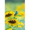thumbnail image 2 of Day, Richard and Susan 17x24 White Modern Wood Framed Museum Art Print Titled - Indigo Bunting male singing on Sunflower Sam Parr State Park Jasper County-Illinois, 2 of 4