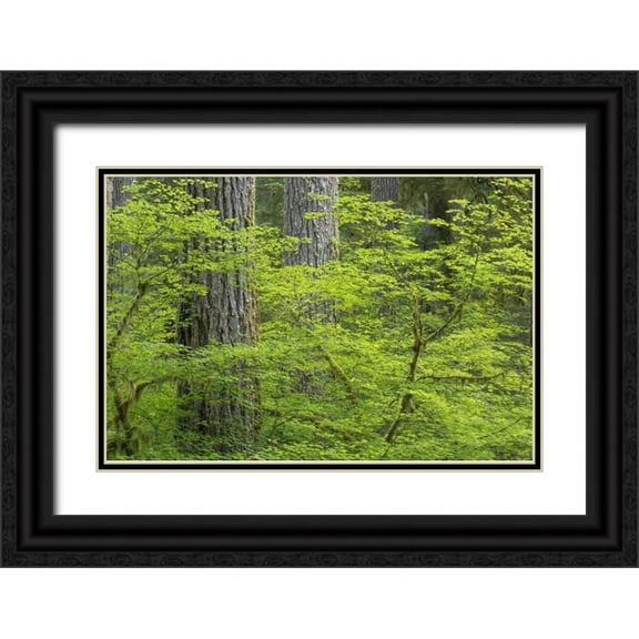 Paulson, Don 32x23 Black Ornate Wood Framed with Double Matting Museum Art Print Titled - WA, Olympic NP Vine maple and Douglas fir trees