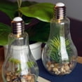 thumbnail image 4 of Edison Light Up Succulent Garden Terrariums, Set of 2, Clear Glass, Pebbles, Plastic and LED Blub, Push-Button On/Off Switch, 9 Inches, Batteries Included, 4 of 9