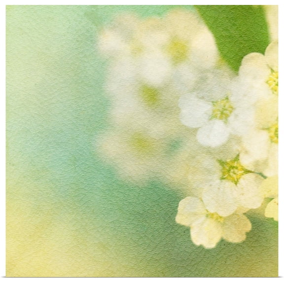 Great BIG Canvas | Rolled Jennifer Jorgensen Poster Print entitled White Flowers II