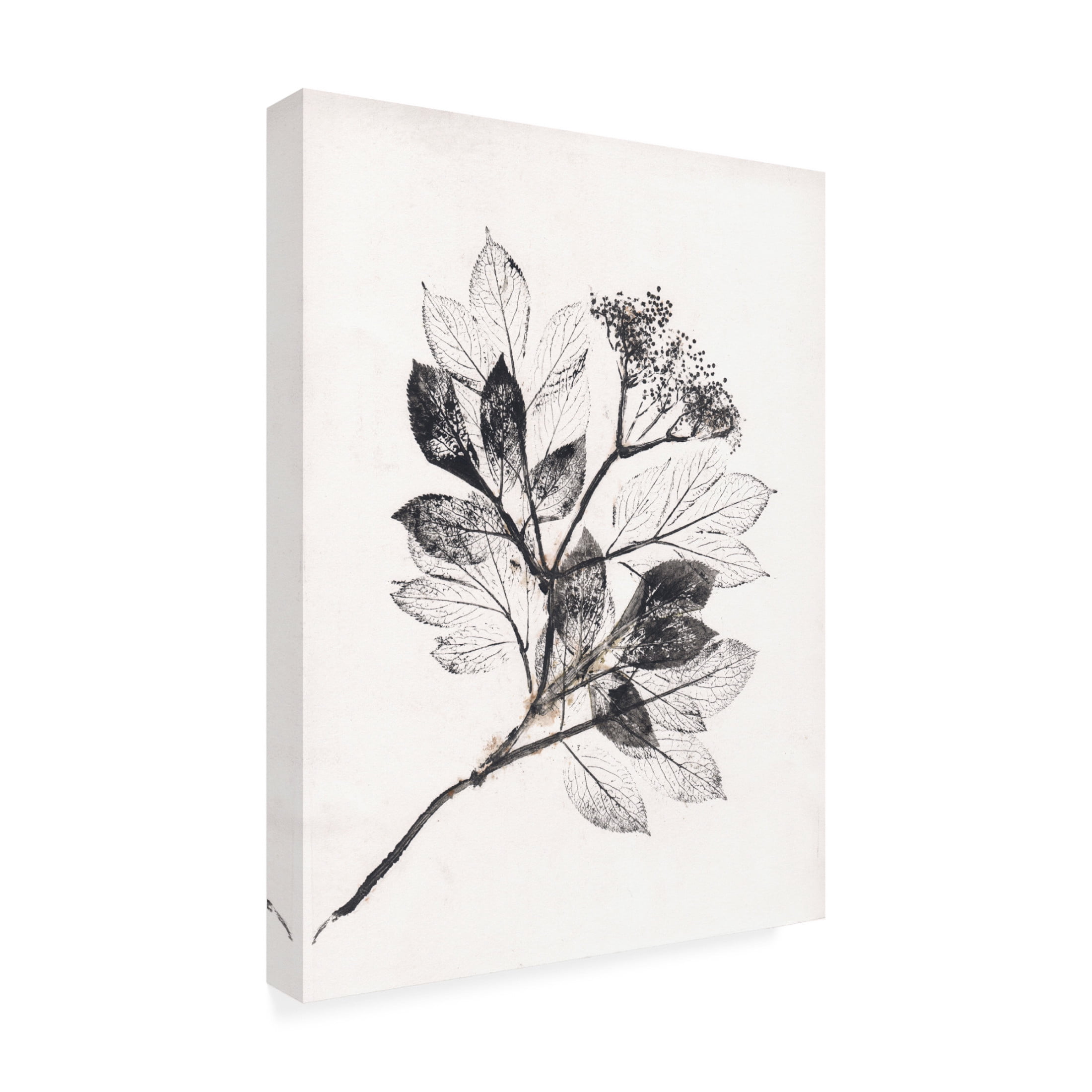 Canvas Wall Art - Pernille Folcarelli 'Elder BW' Wall Art for Living Room, Bedroom, or Office Décor by Trademark Fine Art - 14 x 19 Inches
