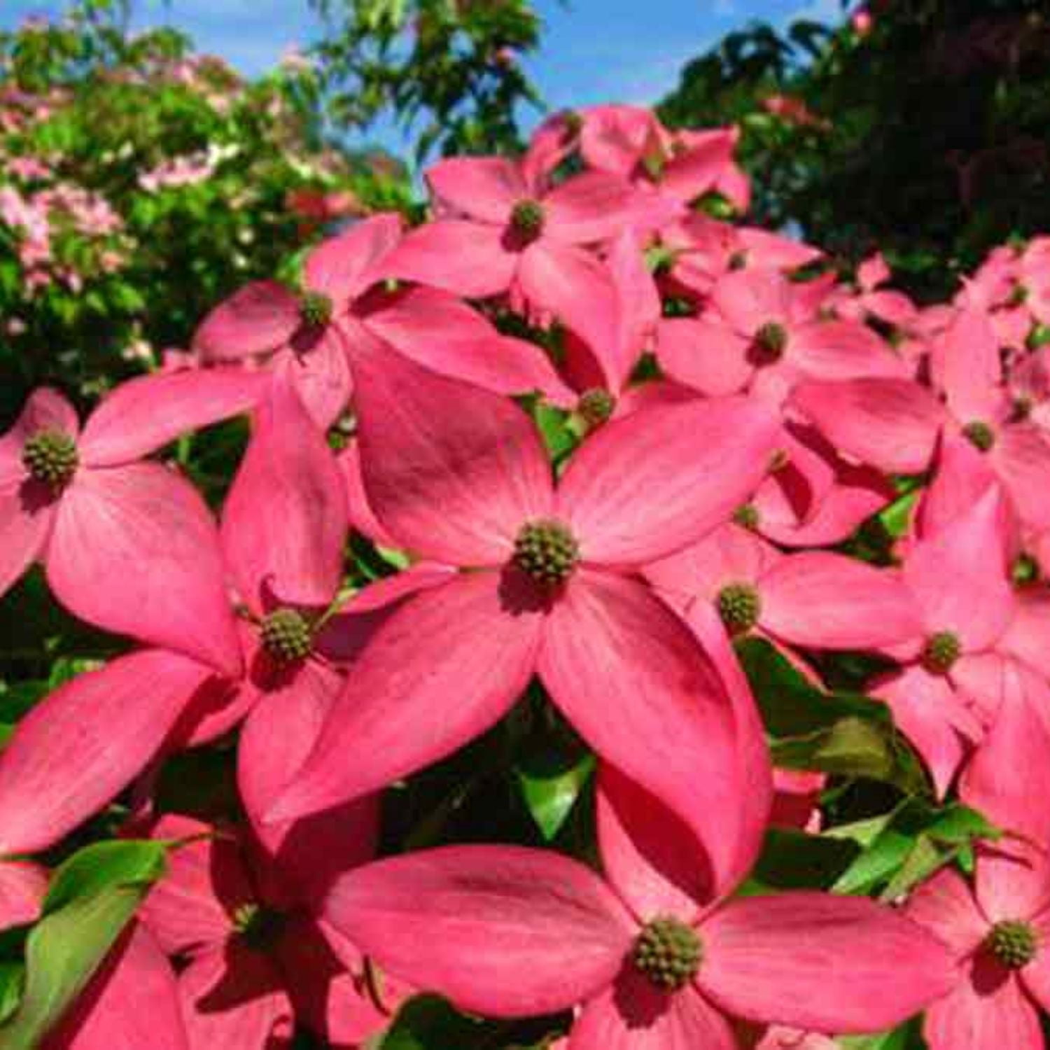 Expert Gardener 2-3 ft. Tall Scarlet Fire Dogwood Live Tree in 3- Gallon Grower Pot
