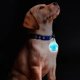 thumbnail image 2 of Rechargeable LED ClipOn Light for Dogs, MultiColor Safe Night Walking USB, IPX8 Outdoor Pet Safety Ad Blue, 2 of 5