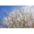 Gold Curly Willow Trees Fast Growing Attractive Good Luck Trees