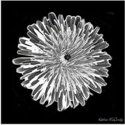Trademark Art "Dandelion Black & White" Canvas Art by Kathie McCurdy, 35x35
