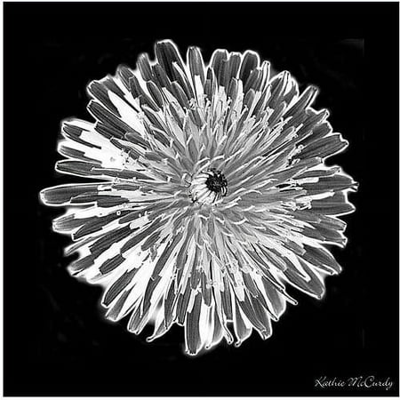 Trademark Art "Dandelion Black & White" Canvas Art by Kathie McCurdy, 35x35