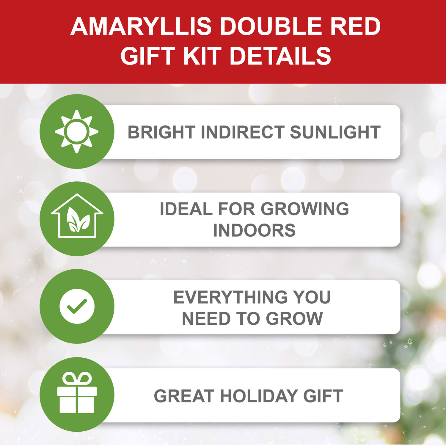 Garden State Bulb Red Double Amaryllis Bulb Gift Kit, 26/28cm (Cream Ceramic Planter)