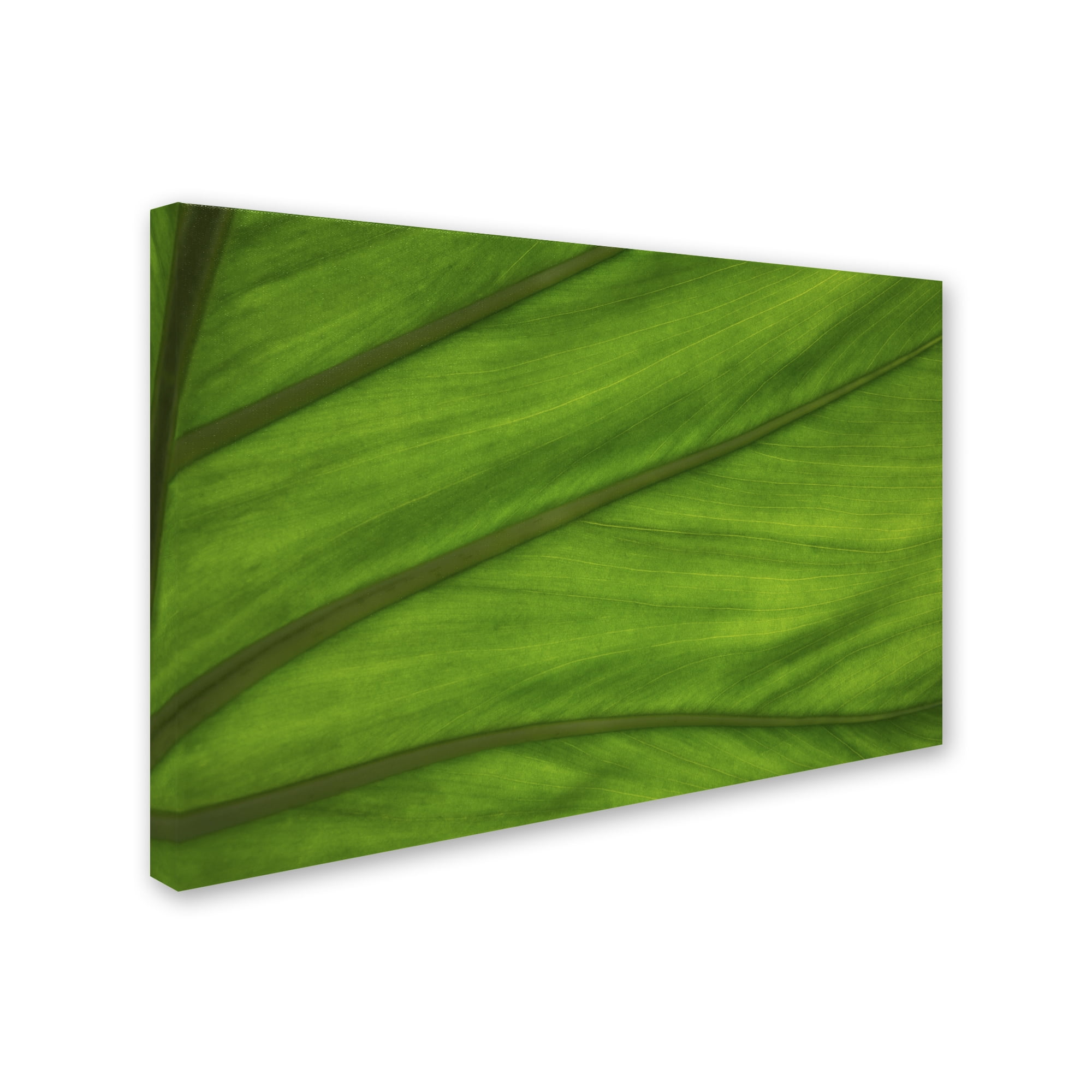 Trademark Fine Art "Green Elephant Ear Leaf Abstract" Canvas Art by Kurt Shaffer