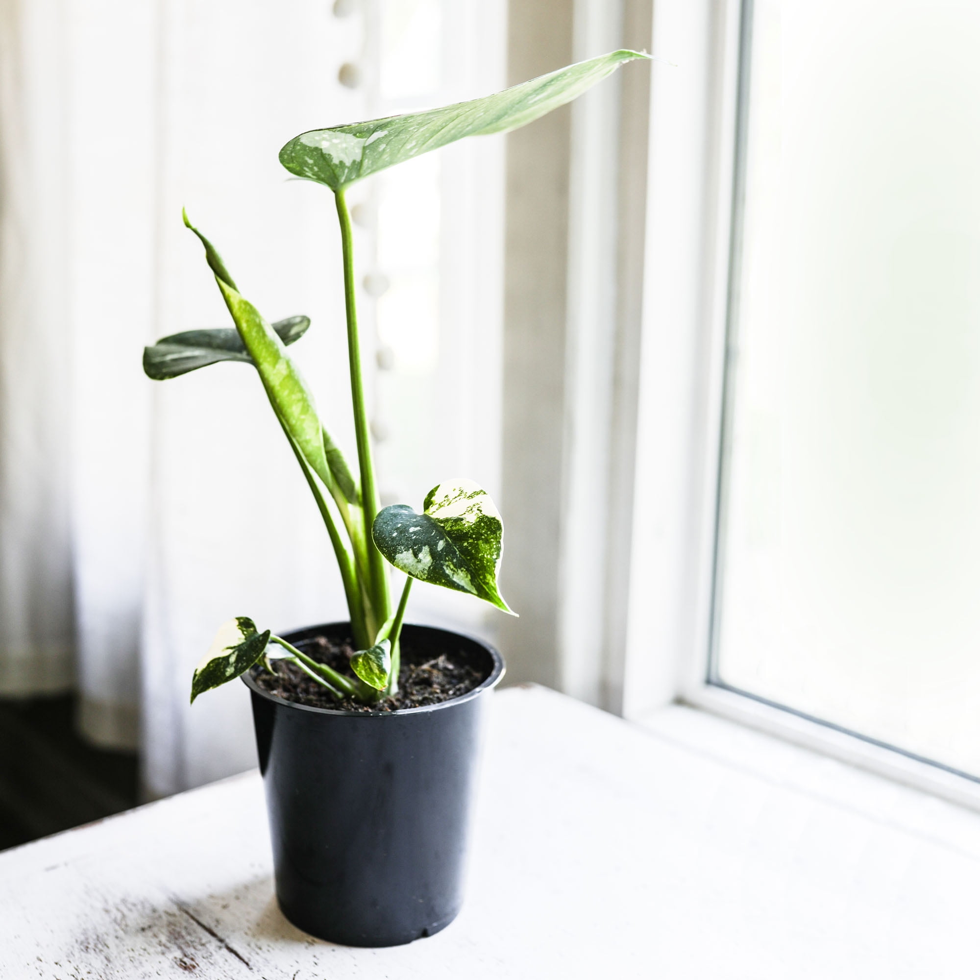 variegated shangri la pothos Pothos 'Shangri La'