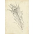thumbnail image 2 of Harper, Ethan 14x18 White Modern Wood Framed Museum Art Print Titled - Peacock Feather Sketch I, 2 of 4
