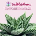 thumbnail image 2 of BubbleBlooms Haworthia Miami Wandera Variegated Lace Aloe Set of 3 in 2 inch pots, 2 of 9