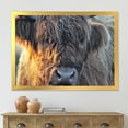 thumbnail image 3 of Designart 'Close Up Of Scottish Cow On Moorland III' Farmhouse Framed Art Print, 3 of 4
