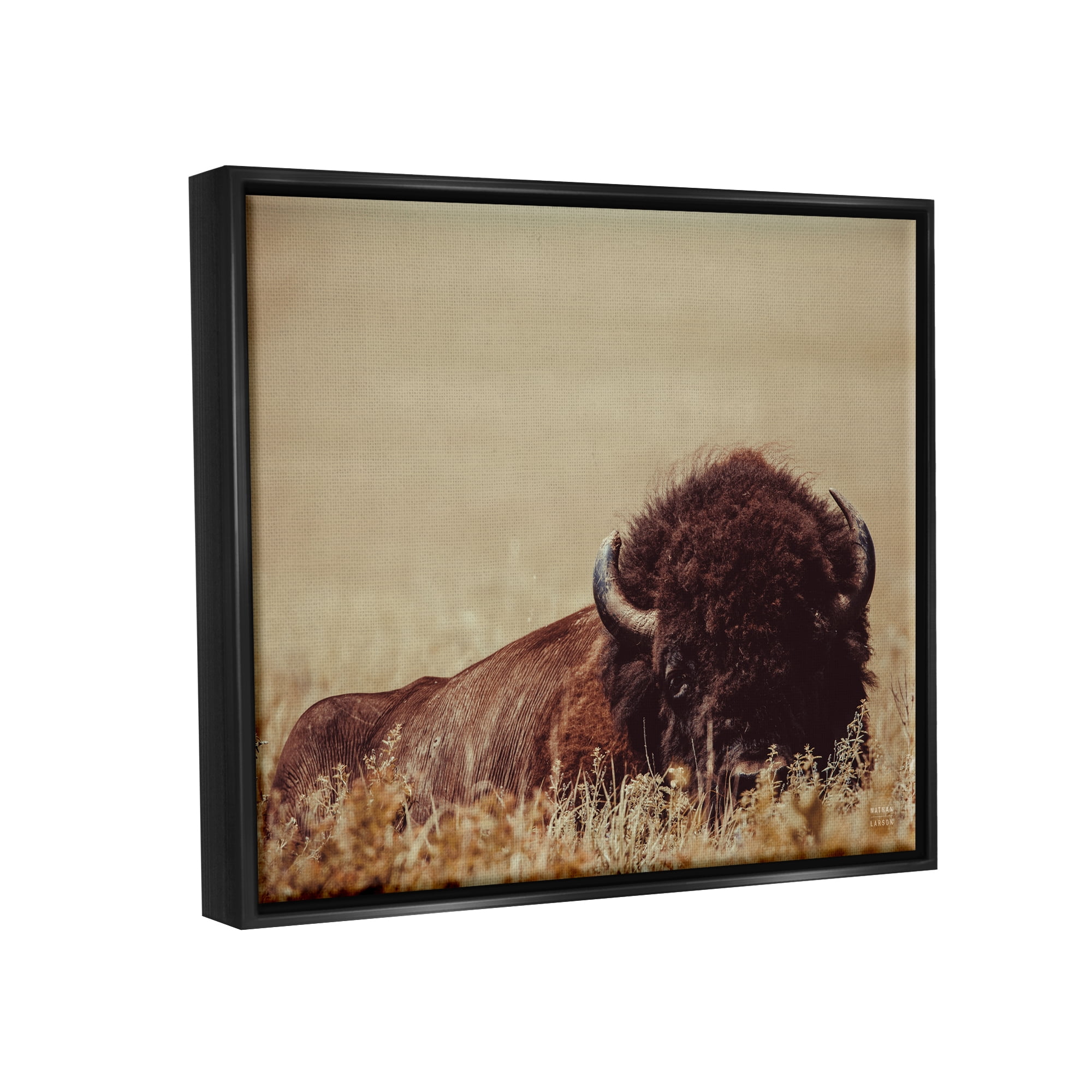 Stupell Industries Resting Bison Photography Animals & Insects Photography Black Floater Framed Canvas Art Print Wall Art, 31 x 25
