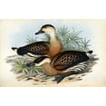 thumbnail image 2 of Gould, John 18x13 White Modern Wood Framed Museum Art Print Titled - Whistling Duck, 2 of 4