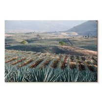 Elephant Stock Tequila Jalisco Agave Field Wall Art - Horizontal Canvas Wall Art - Living Room Wall Decor - Nature Canvas - Teal And Blue Decor - 12" x 8"