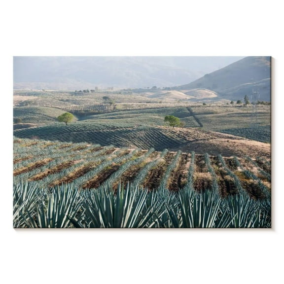 Elephant Stock Tequila Jalisco Agave Field Wall Art - Horizontal Canvas Wall Art - Living Room Wall Decor - Nature Canvas - Teal And Blue Decor - 12" x 8"