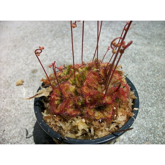 Carnivorous Spoon Leaf Sundew Drosera Spathulata Plant 3 inch pot