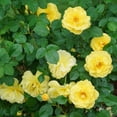 thumbnail image 5 of Proven Winners ColorChoice 6" Reminiscent Yellow Garden Rose Live Plant in 7.5" Pot, 5 of 6