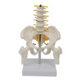 thumbnail image 1 of Modelo de esqueleto de pelvis humana de PVC con equipo de enseñanza de vértebras lumbares, herramienta de visualización de educación de, 1 of 6