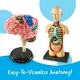 thumbnail image 3 of Learning Resources Anatomy Models Bundle Set 4 STEM   Teacher Supplies Ages 8, 3 of 7