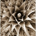thumbnail image 2 of Bob Stefko 15x15 Gallery Wrapped Canvas Wall Art Titled - Desert Plants I, 2 of 4