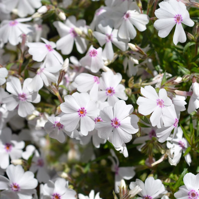 25 Amazing Grace Creeping Phlox Seeds - Cold and Drought,,, for Early Spring/Fall Planting