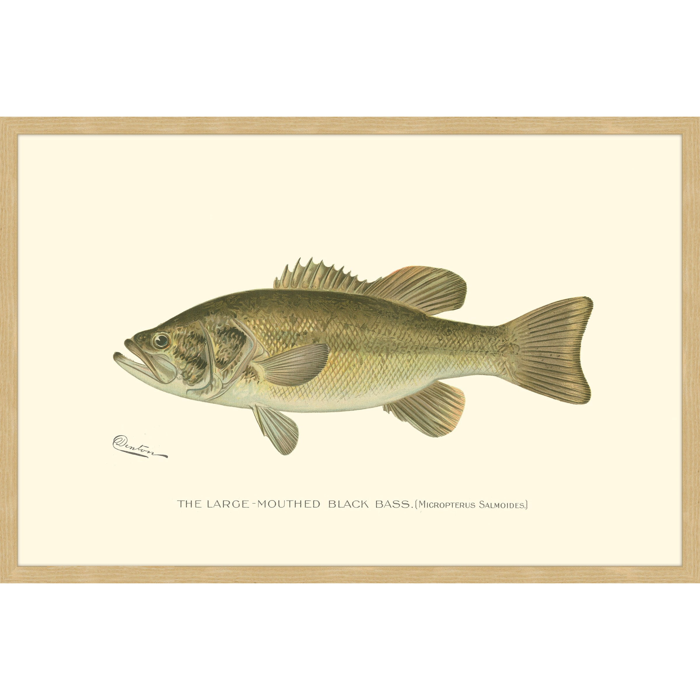 "Large Black Bass" Framed Painting Print