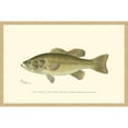 thumbnail image 3 of "Large Black Bass" Framed Painting Print, 3 of 7