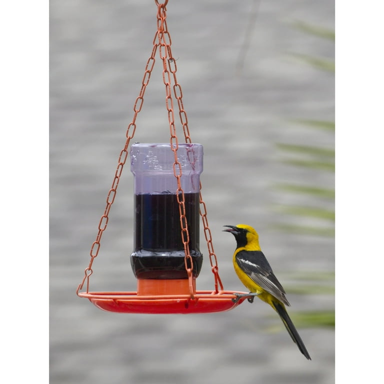 Oriole jelly sale feeder