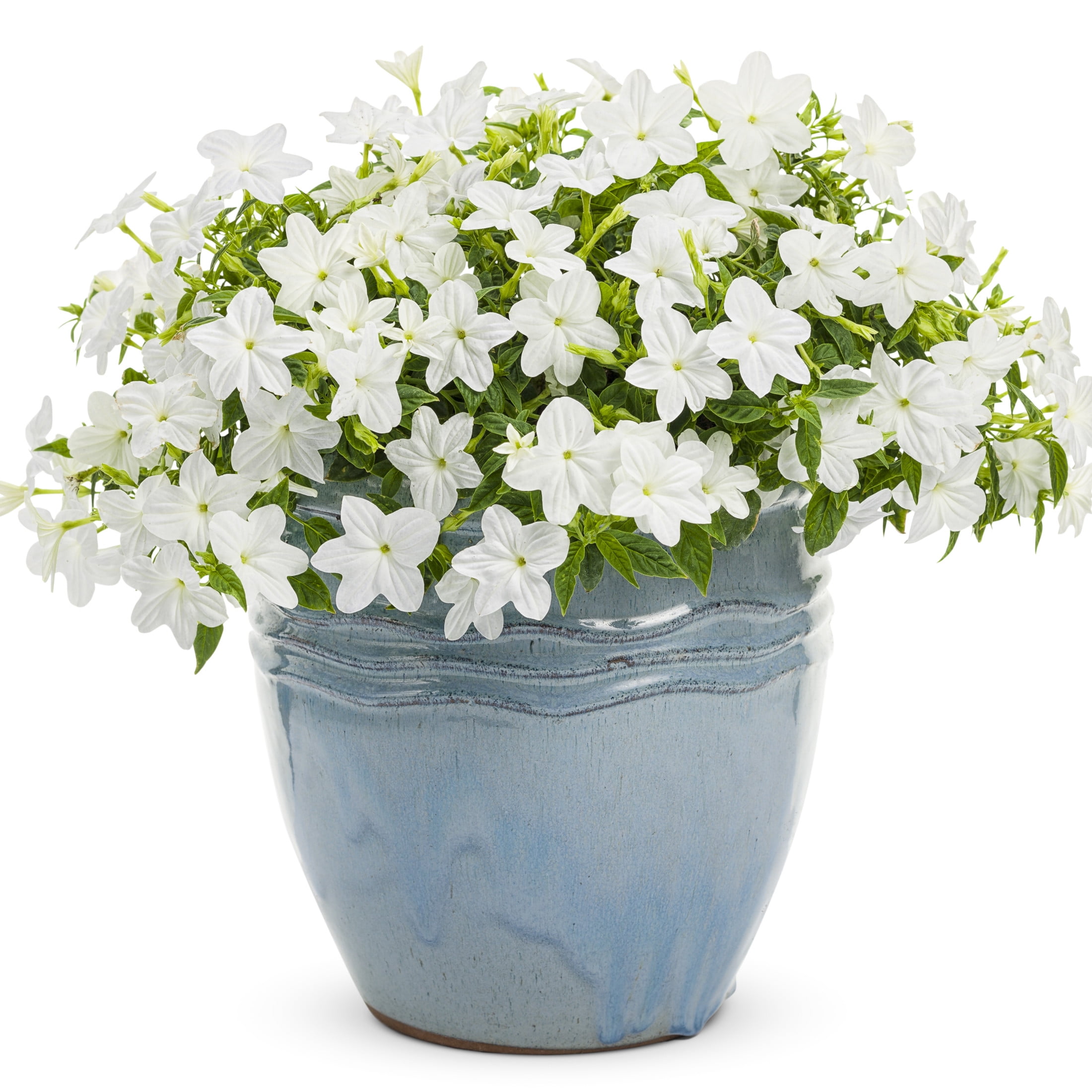 Proven Winners 4" White Endless Flirtation Bush Violet Live Plant in 4.25" Pot (4 Count)