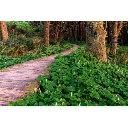 - False Lily of the Valley plant growing near Boardwalk in Temperate Rainforest Print Wall Art